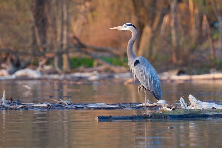 heron stalks a riverbank