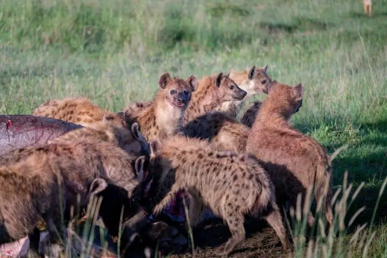 What Do Hyenas Eat? Here’s What Hyena’s Prey on, a Guide