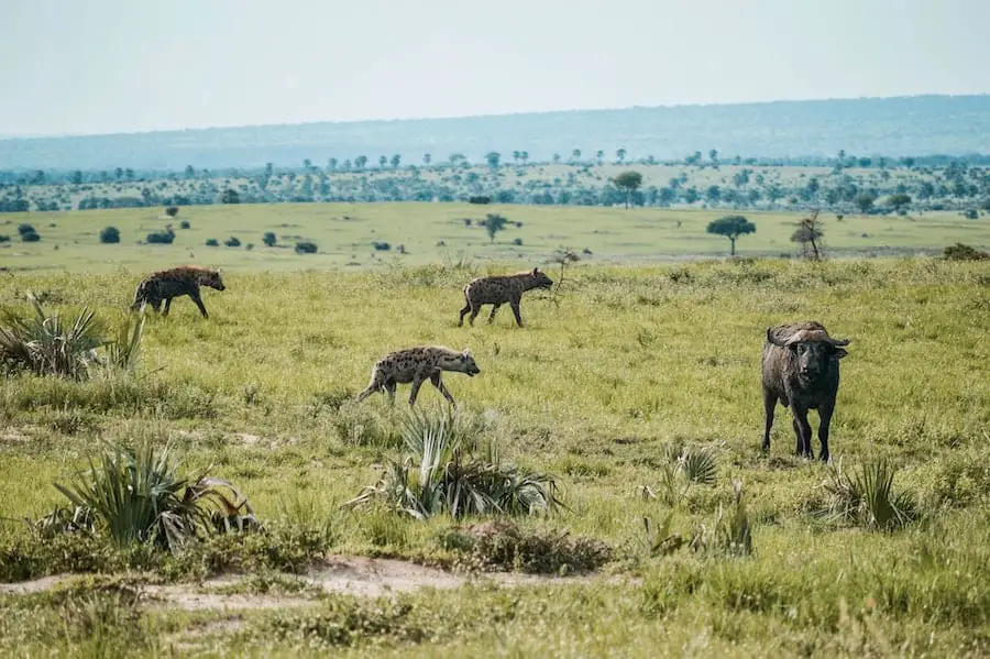 hyenas track wildebeest