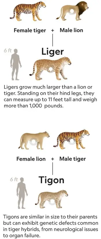 ligers and tigons mating results