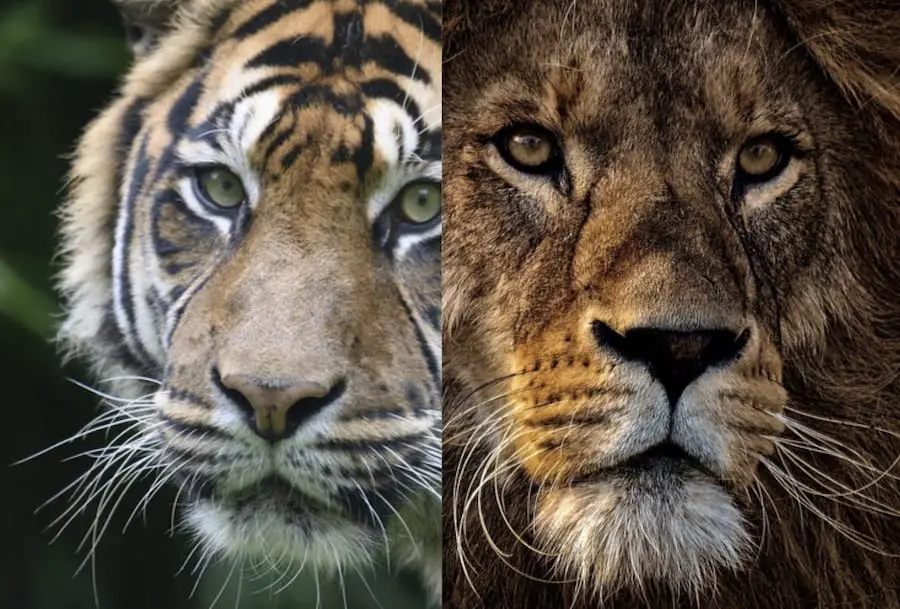 image of a tigers face and a lions face next to each other