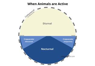 When Animals Are Active: Diurnal, Nocturnal, and Crepuscular
