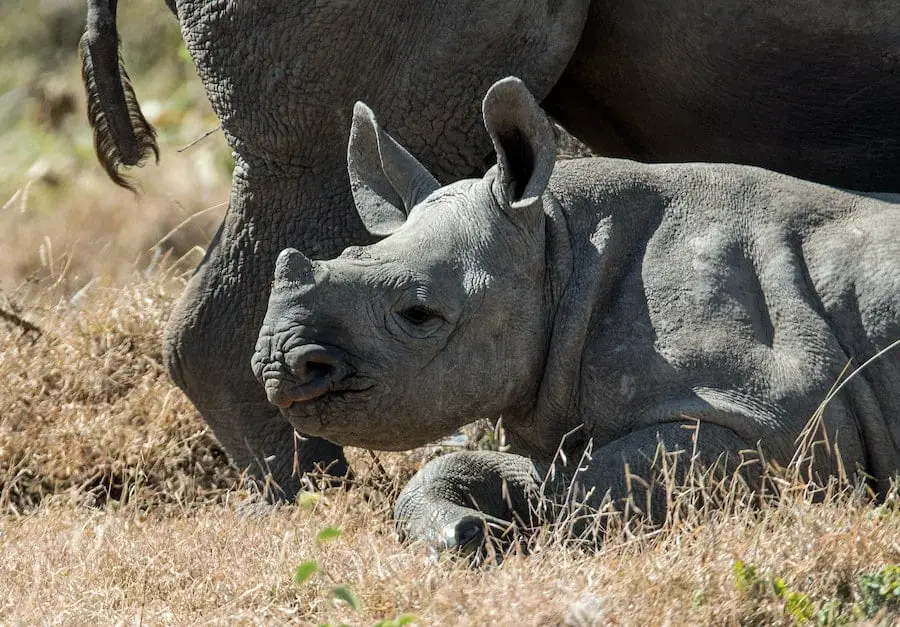 young hippo resting on the ground