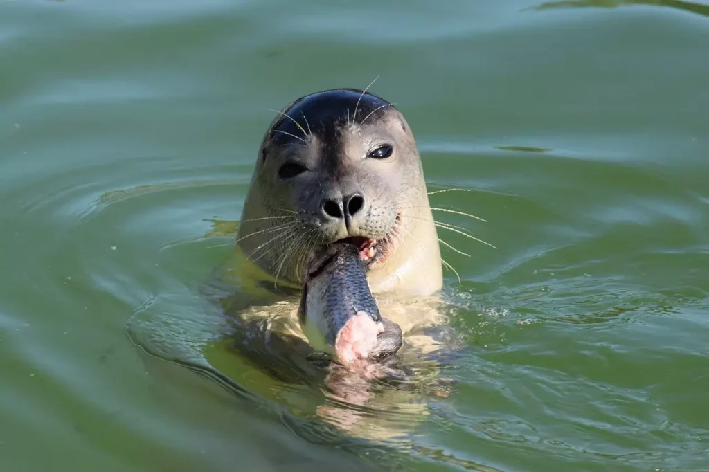 seals mainly eat fish