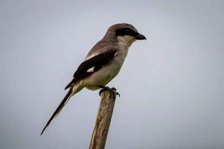 mouse preadtors - loggerhead shrike