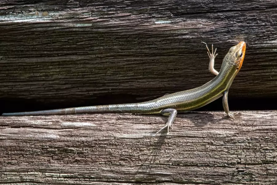 mouse predators - broad headed skink