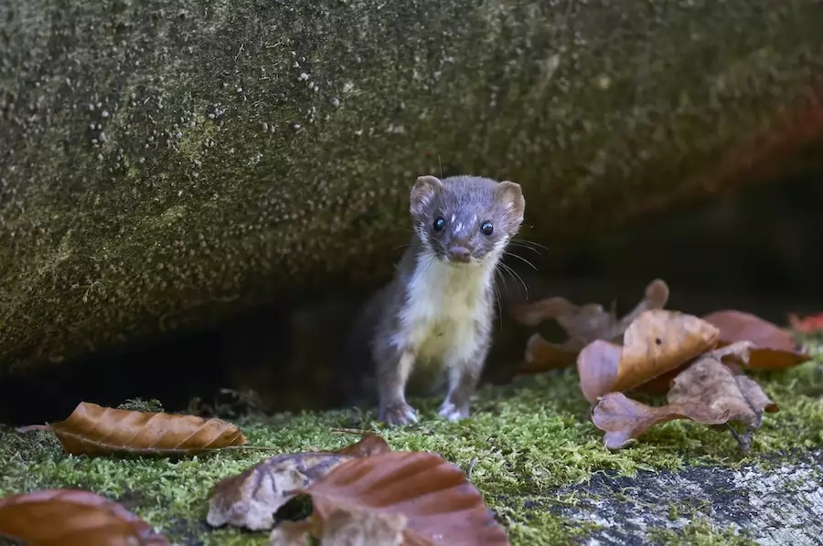 mouse predators - weasel