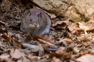 Mouse Predators, a Complete List of What Hunts Mice, a Guide