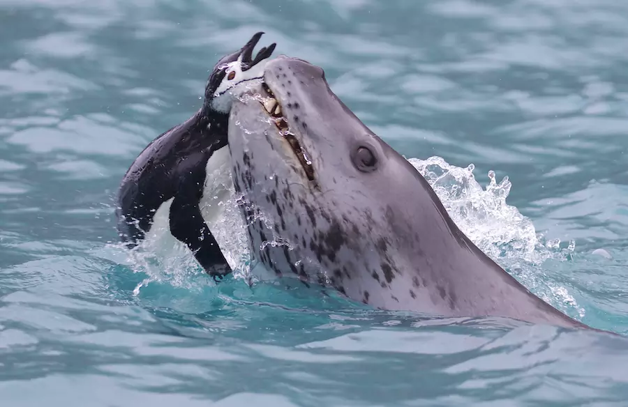 seals brutally play with penguins