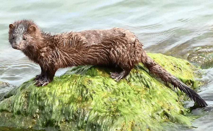 american mink