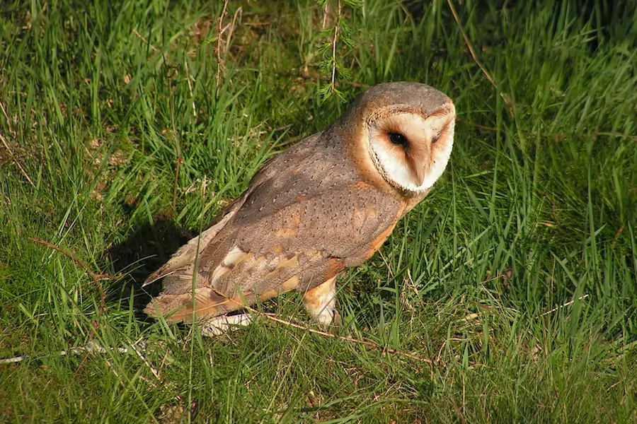 barn owls hunt and eat rats