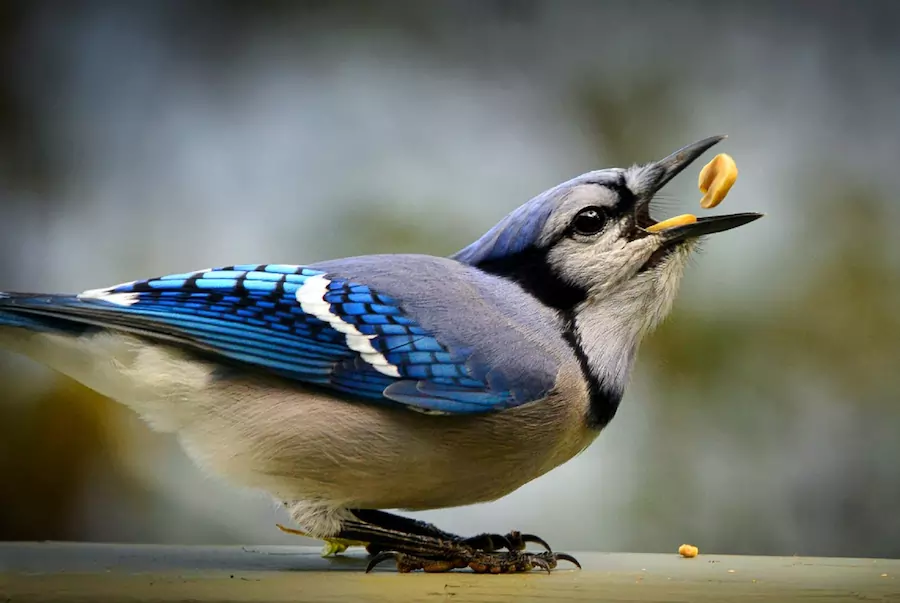 do birds have teeth - bird eating nuts