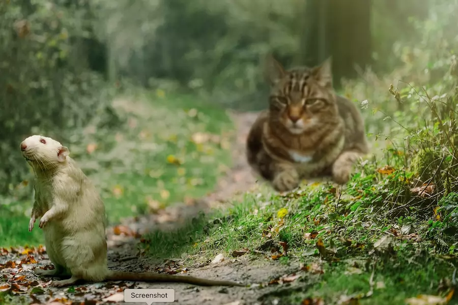 cat stalks a rat