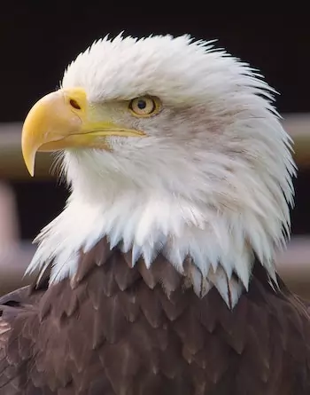 eagle showing a tomial tooth