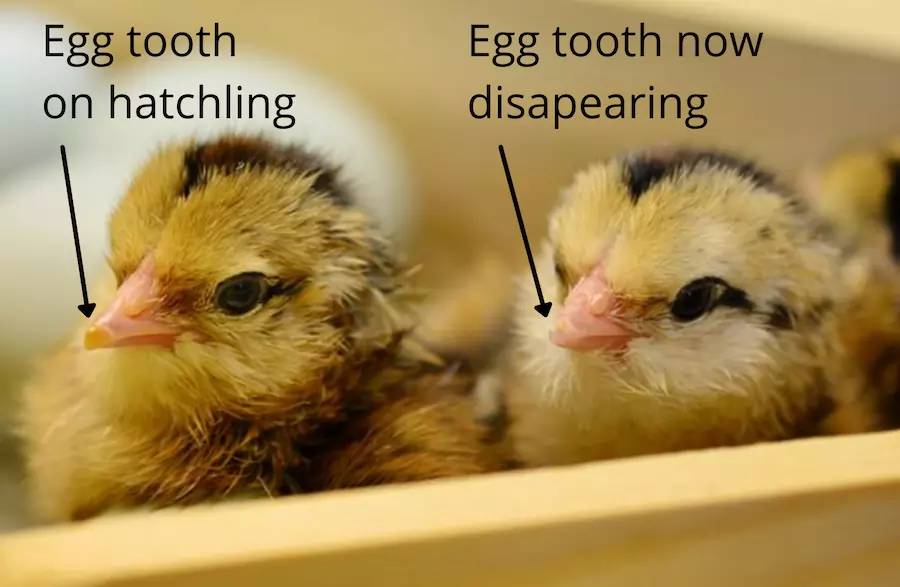 egg tooth on hatchlings