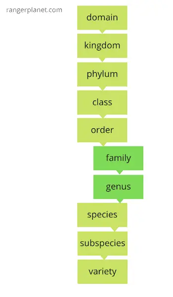 genus vs family in the taxonomic hierarchy