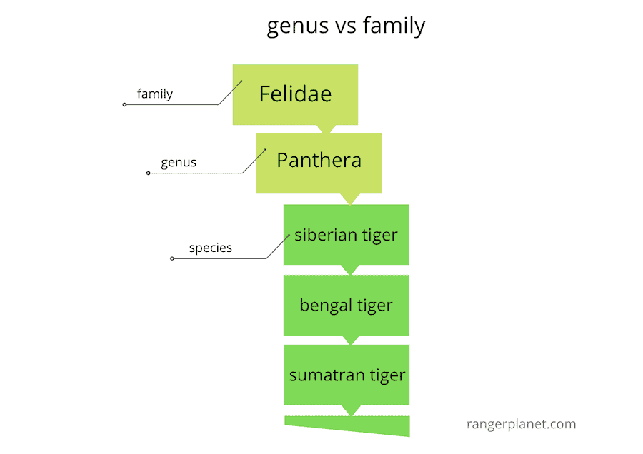 genus vs family