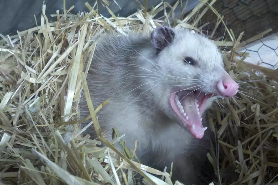 opossum eat rats