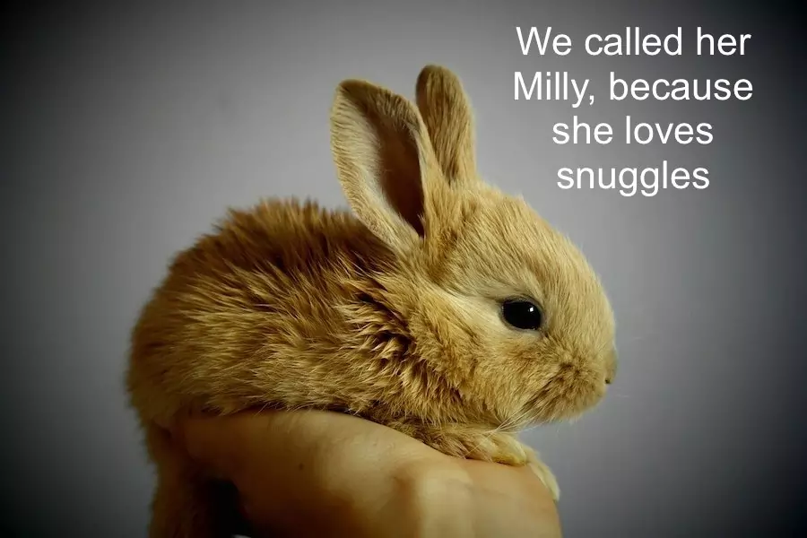 rabbit name - milly means dear