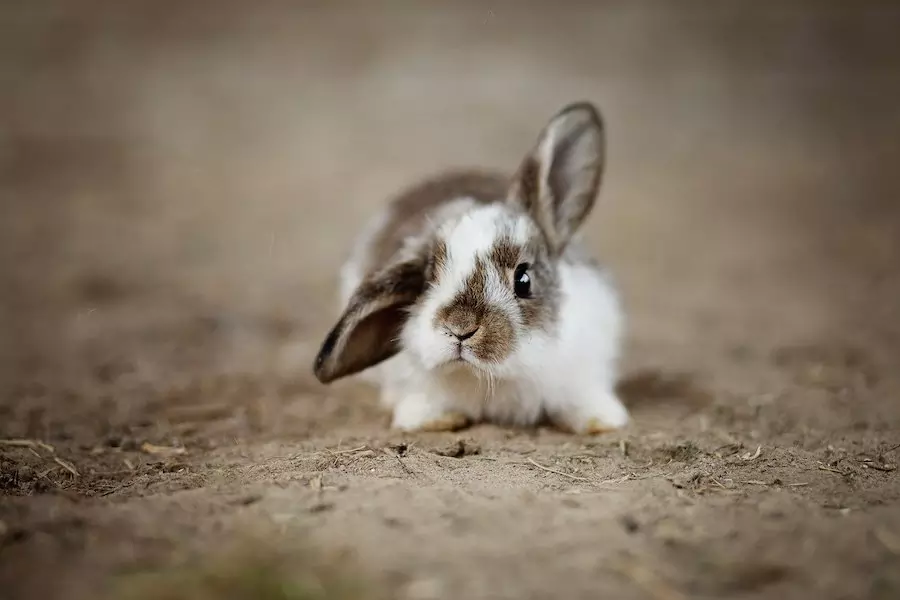 rabbit names