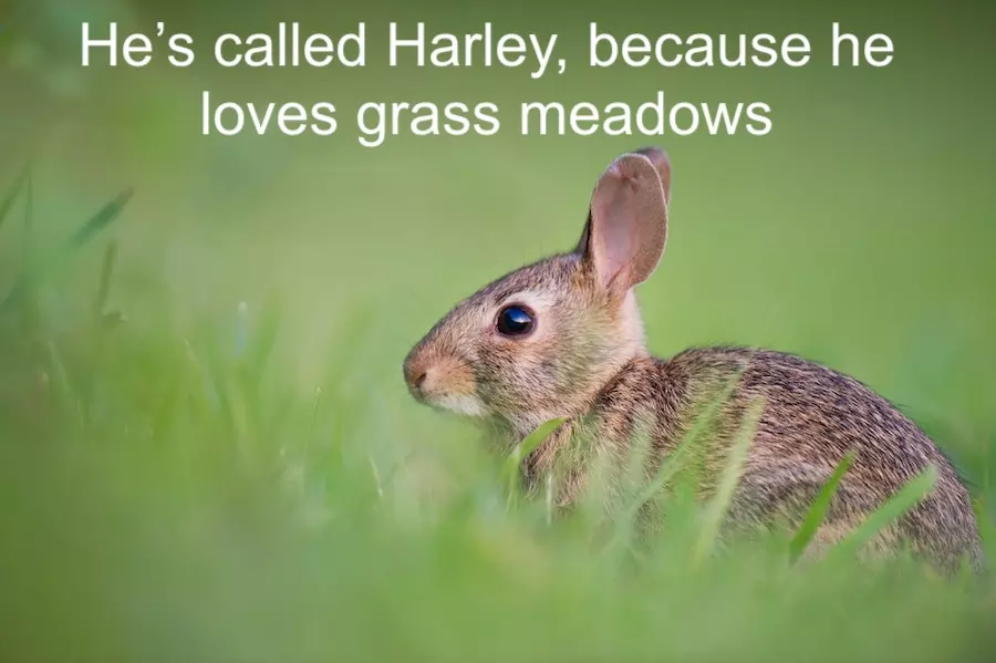 rabbit names - harley loves meadows