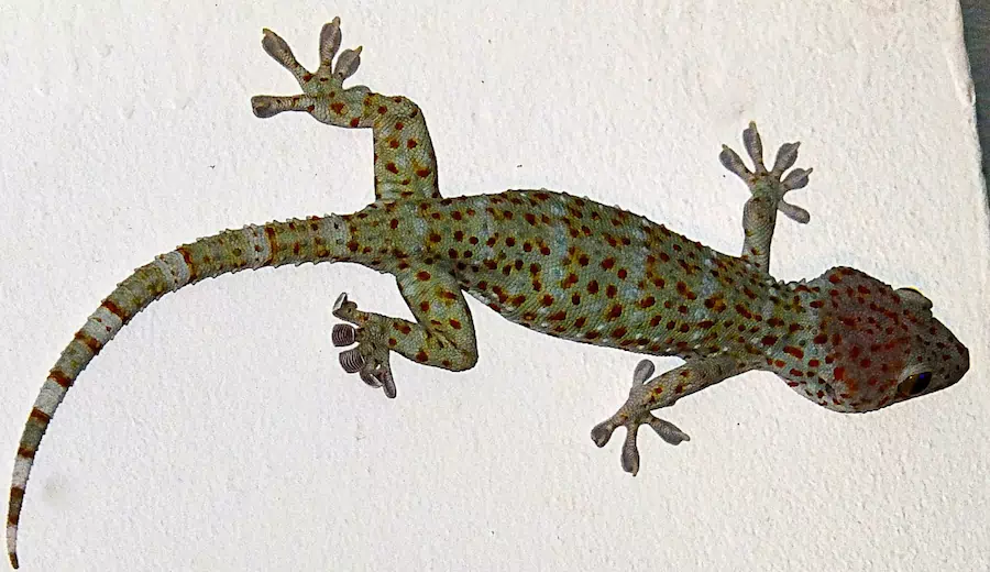tokay gecko lizard of the philippines