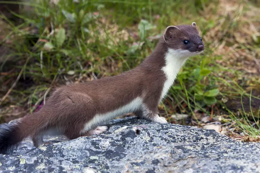 weasels eat rats