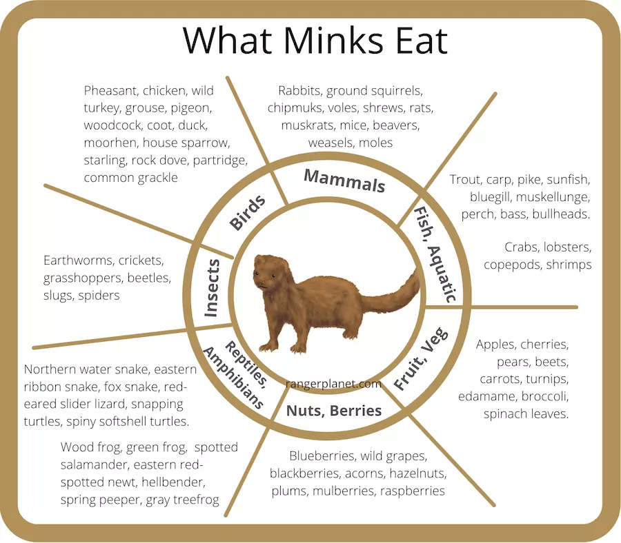 what do minks eat