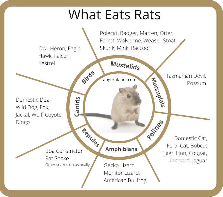 what eats rats - shareable pin