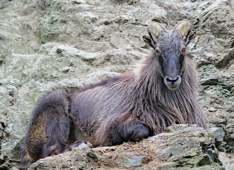 Himalayan Tahr in alpine tundra