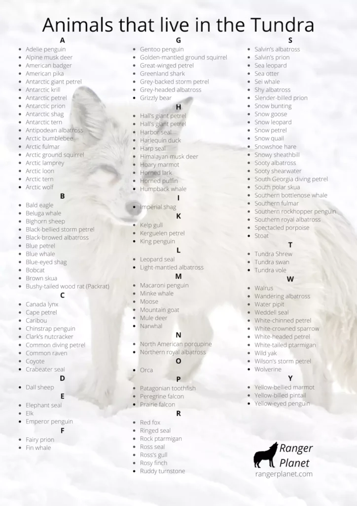 animals that live in the tundra pin