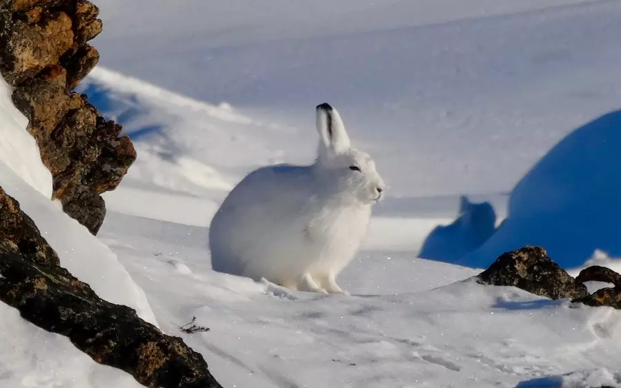 arctic hare