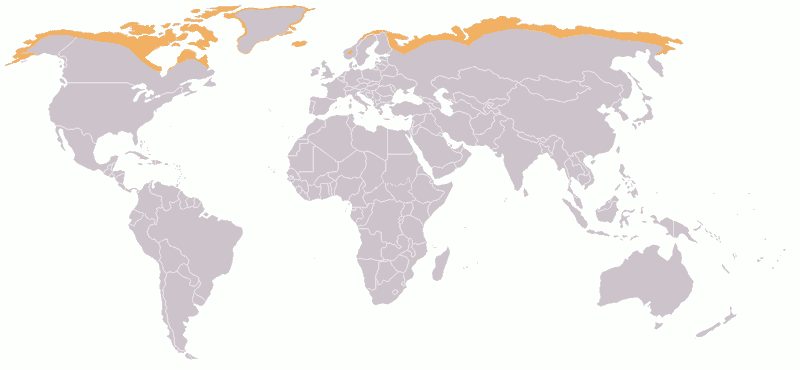 map of the arctic tundra