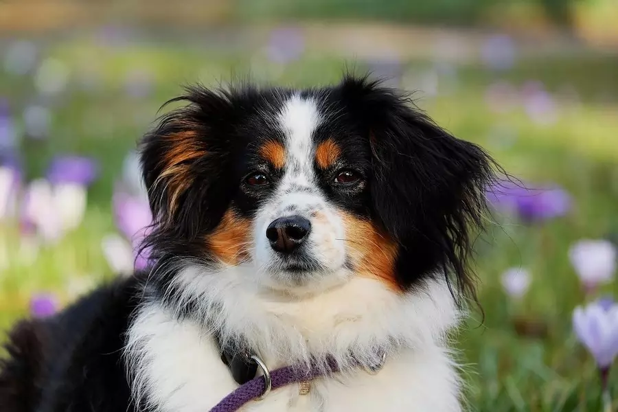 australian-shepherd dog