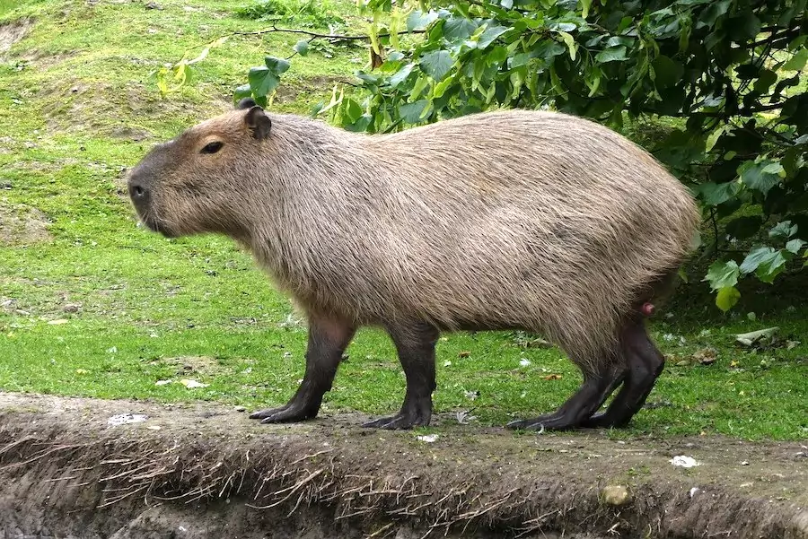 capybara