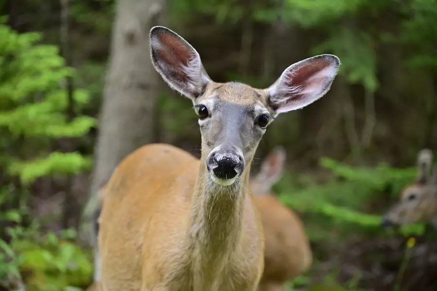 deer eat meat - picture of a deer