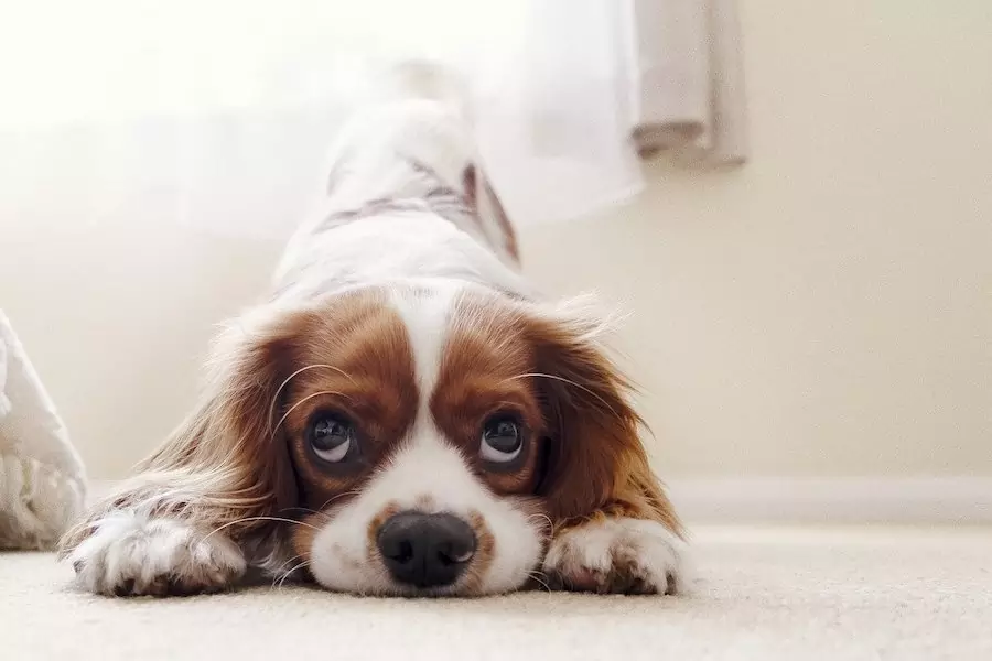 King Charles Spaniel puppy