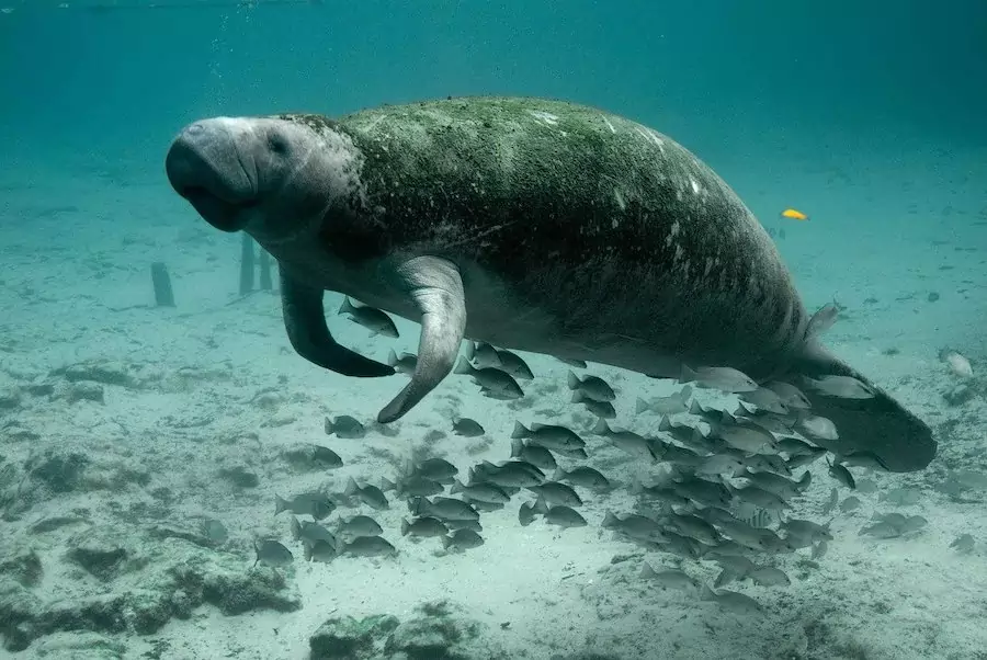 manatee