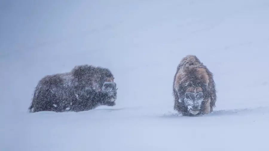 musk ox in norway