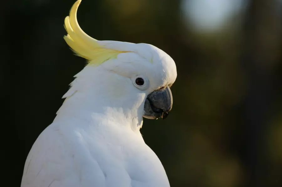 do birds have ears. image of a parrot