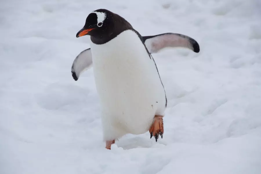 penguin in antarctic tundra
