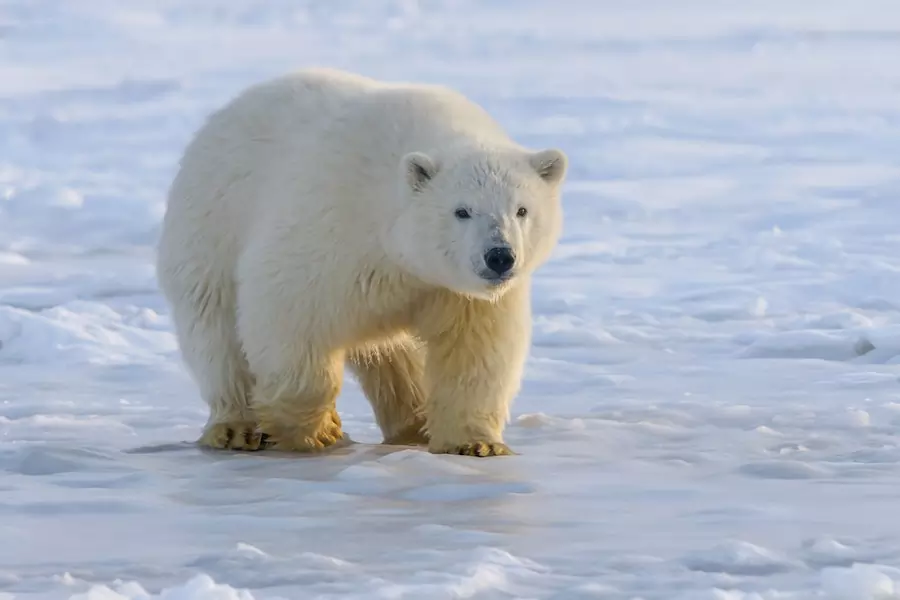 polar bear in the arctic tundra