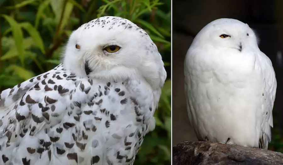 snowy owl, female and male
