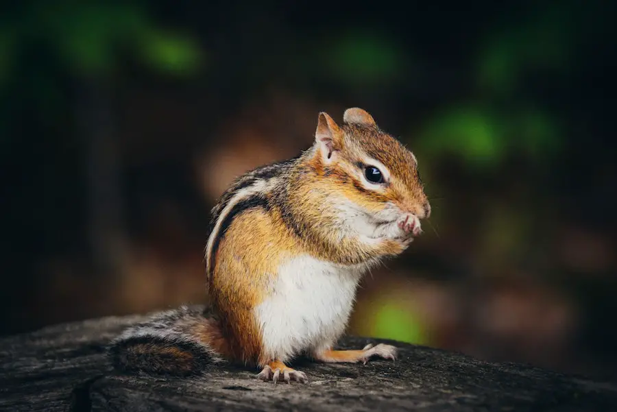 picture of a chipmunk