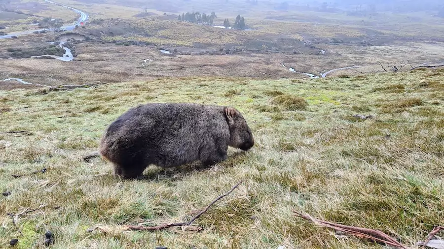 facts about wombats - wombat roaming grassland