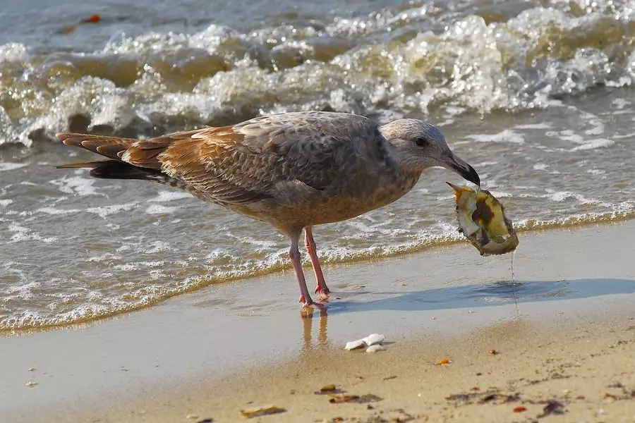 gull eating a crab