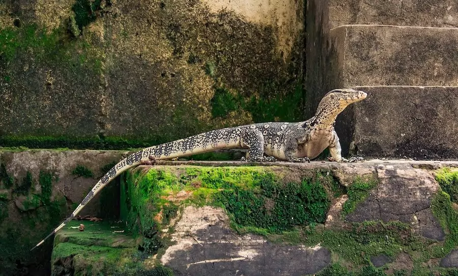 monitor lizard