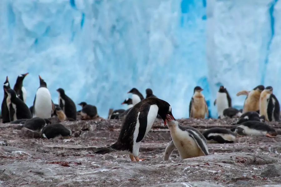 what do penguins eat - parent regurgitates food for its young