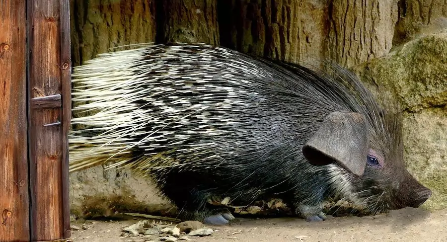 what do porcupines eat