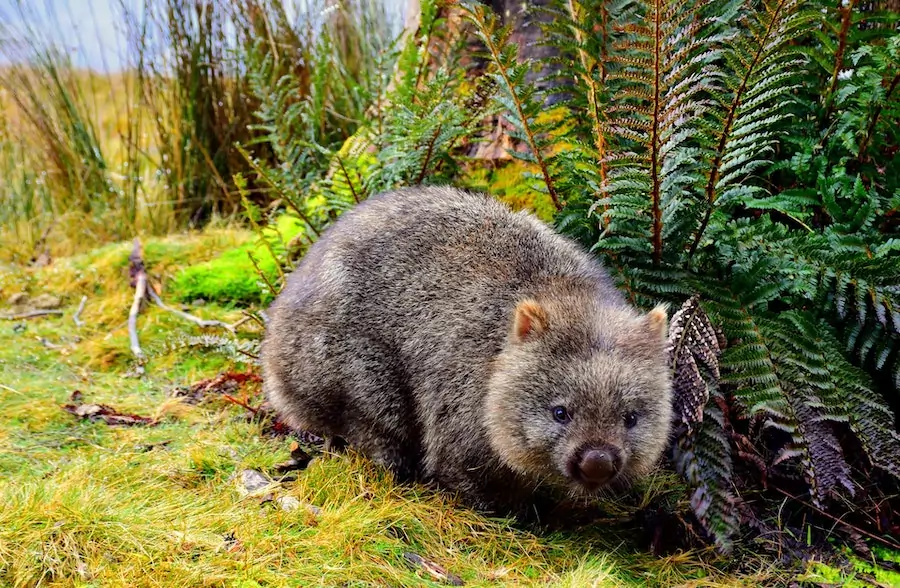 what do wombats eat